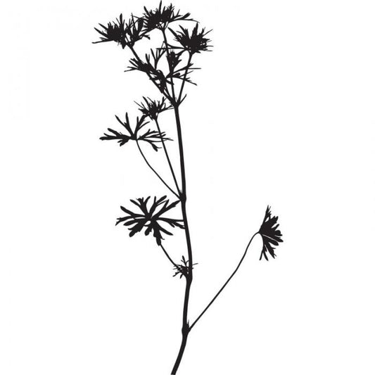 Fiordaliso