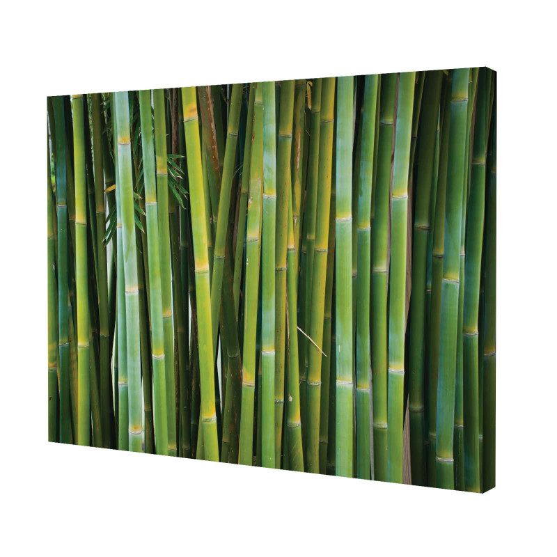 Canvas - Bambù
