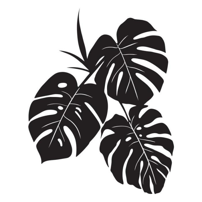 Monstera