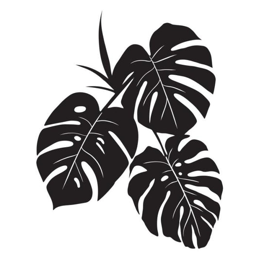 Monstera