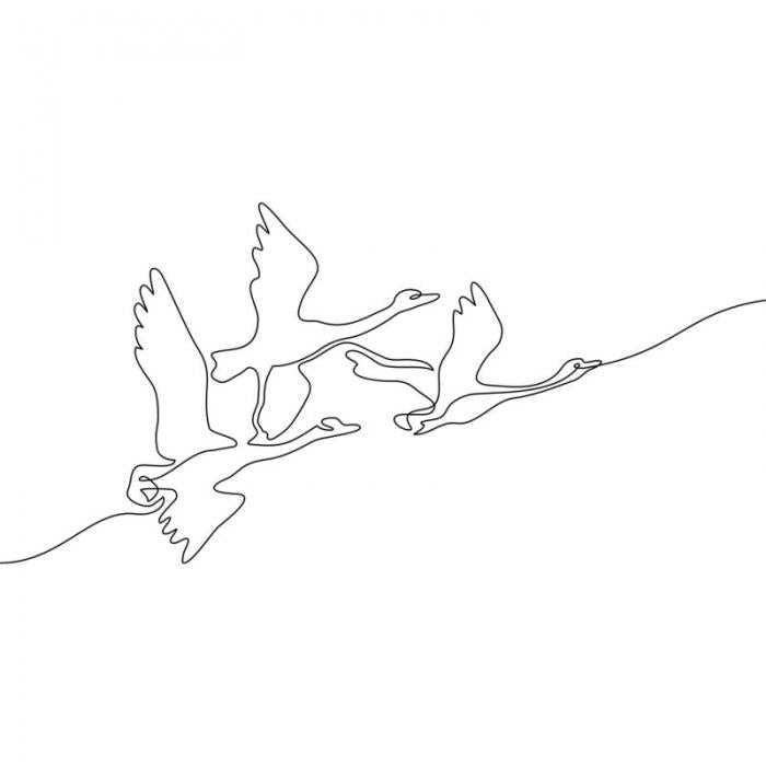 Uccelli in volo