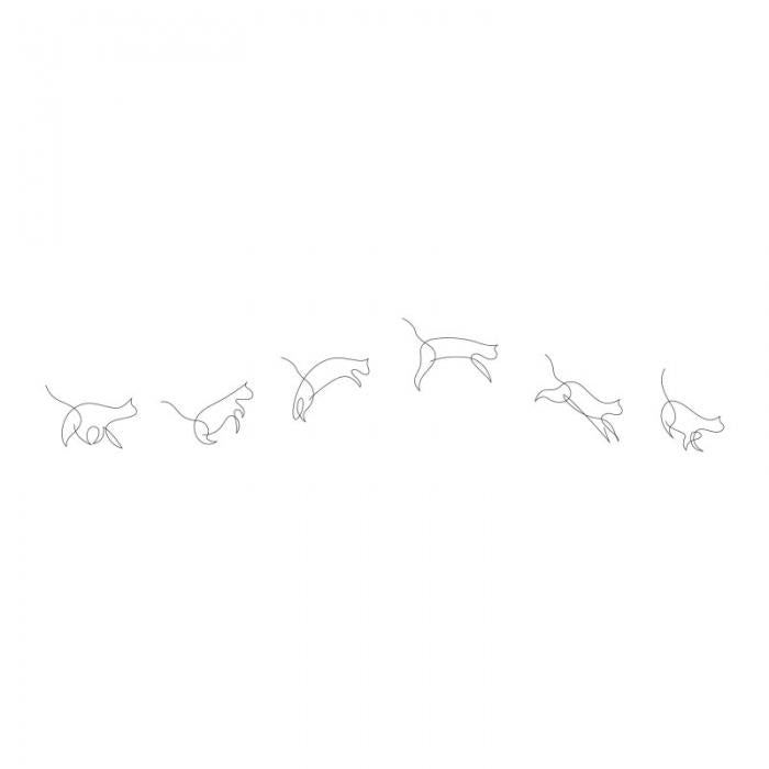 Gatto in movimento