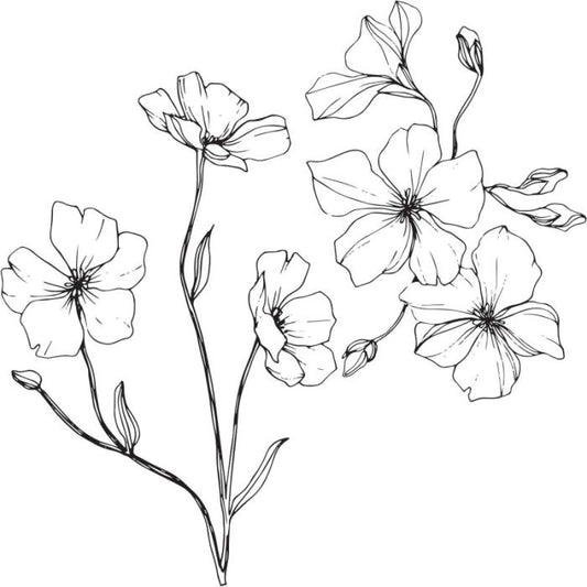 Pianta di papaveri