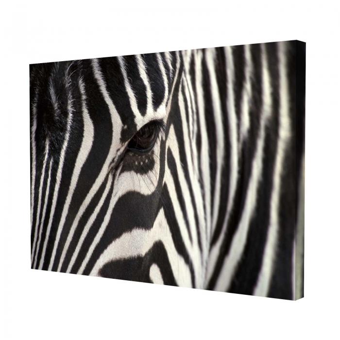 Canvas - Zebra