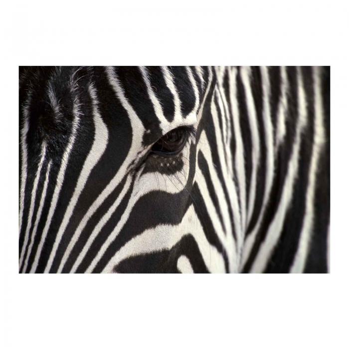 Canvas - Zebra