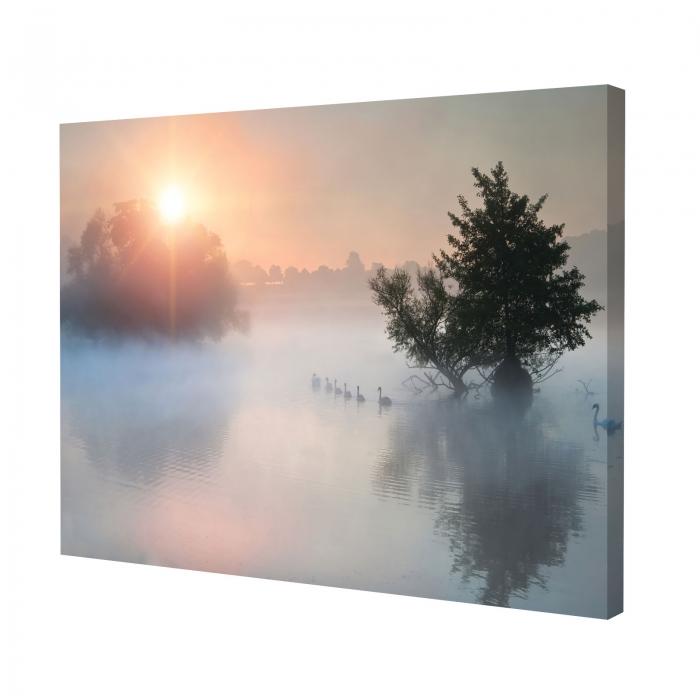 Canvas - Cigni