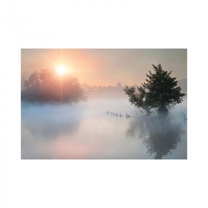 Canvas - Cigni