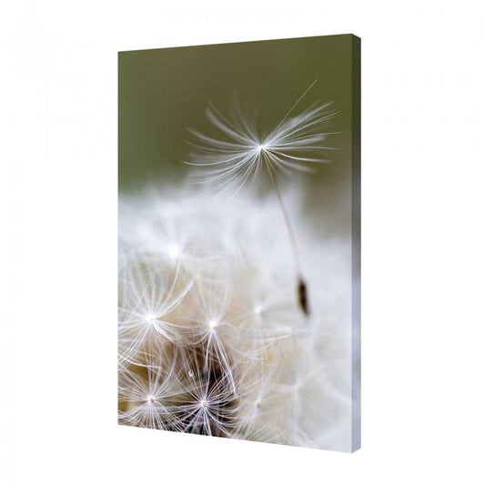 Canvas - Soffione